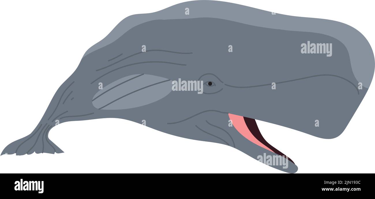 sperm whale animal sealife character Stock Vector Image & Art - Alamy