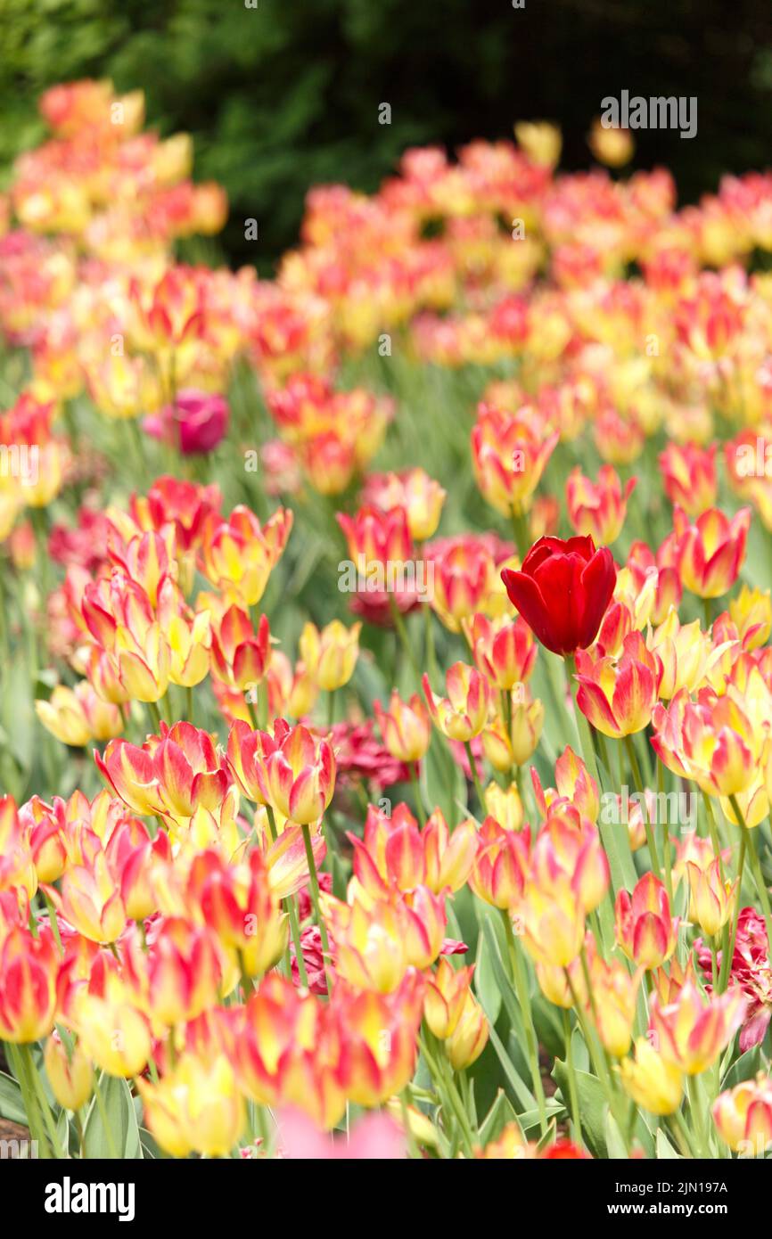 Tulip festival ottawa 2022 Stock Photo Alamy