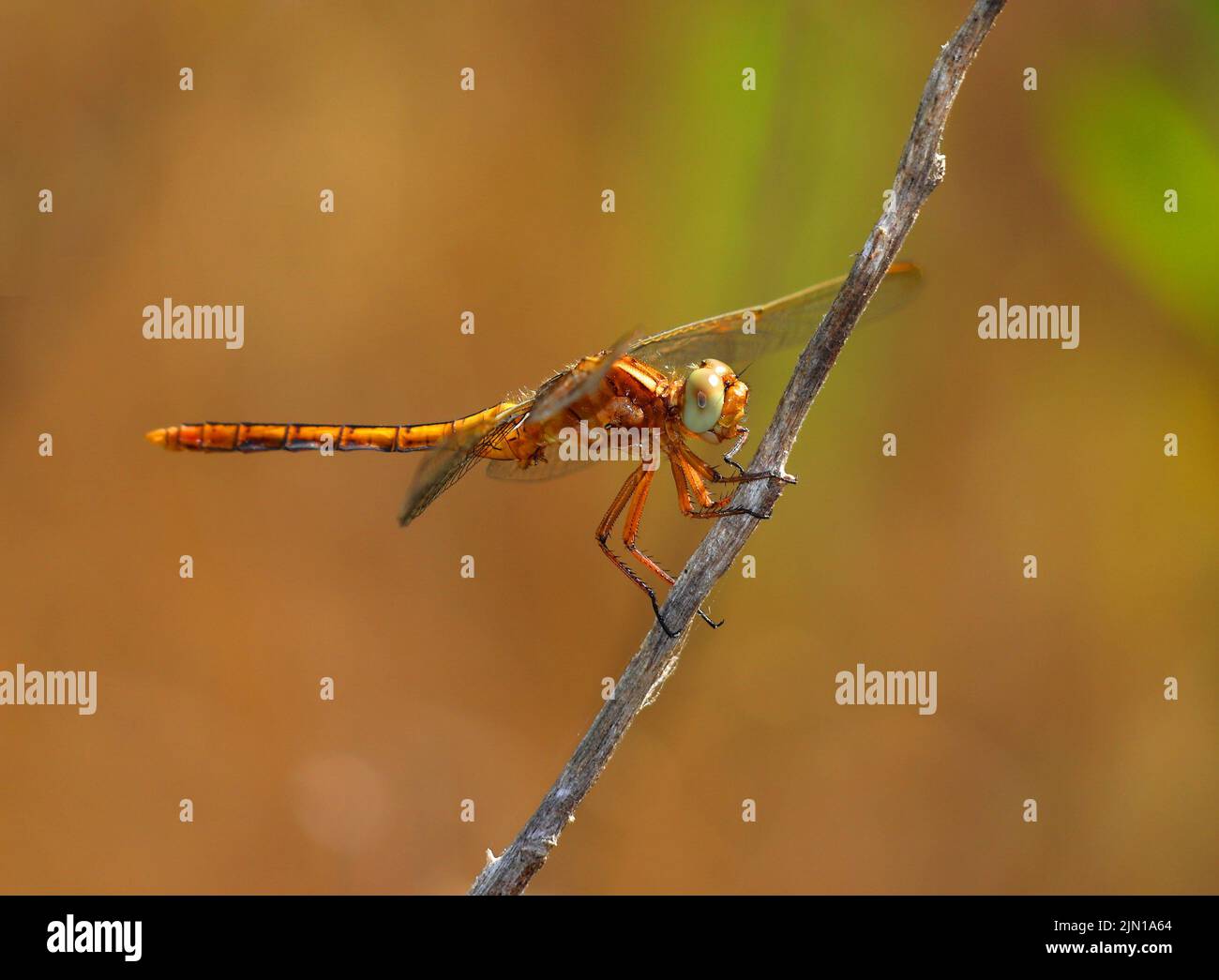 Female Keeled Skimmer Dragonfly - Orthetrum Coerulesce perching on a twig in its natural environment. Macro photo, selective shallow focus for effect. Stock Photo