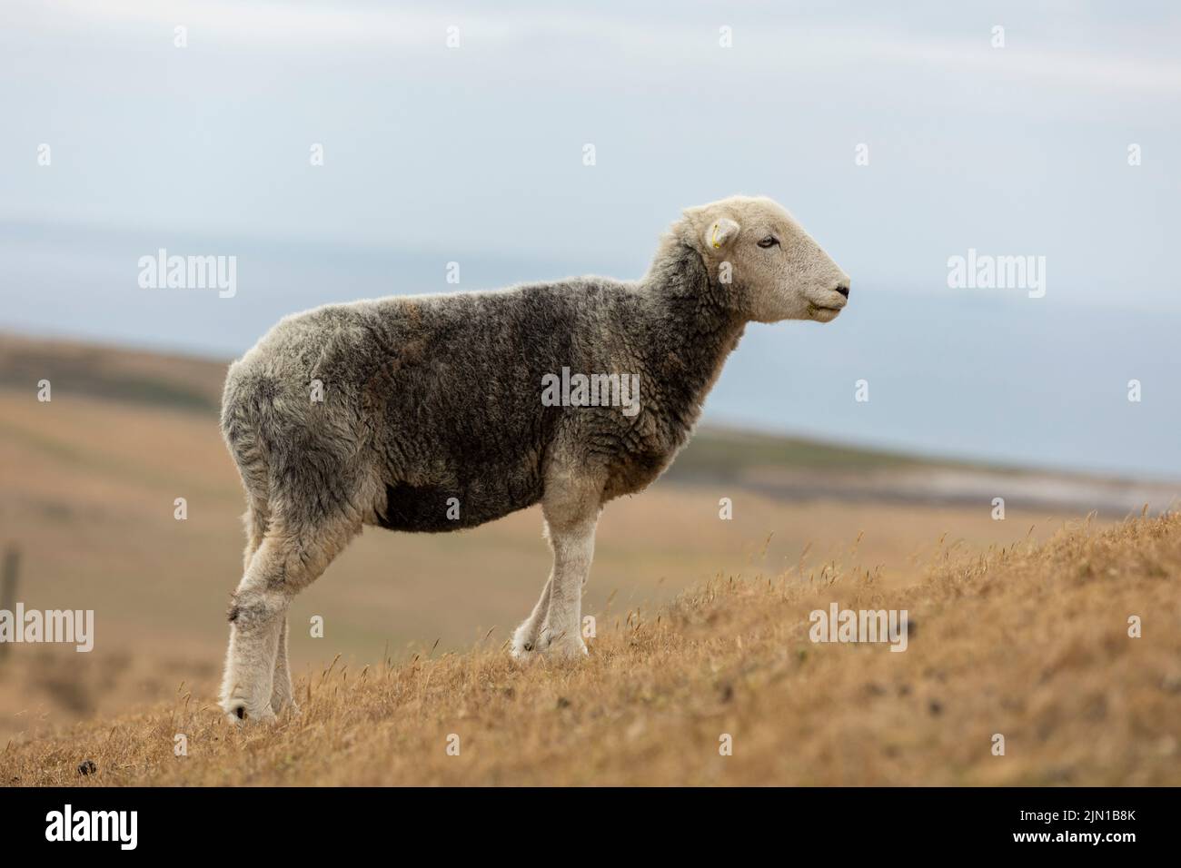 a recently sheared sheep grazing on very dry welsh mountain grass due to recent drought, isolated from background Stock Photo