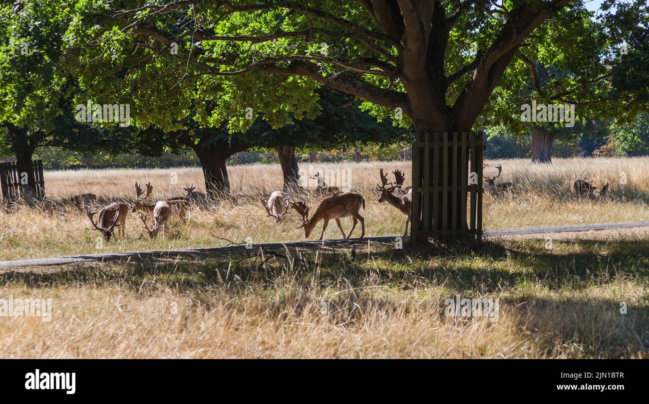 Deer in Bushy Park,Richmond upon Thames,England,UK. Stock Photo