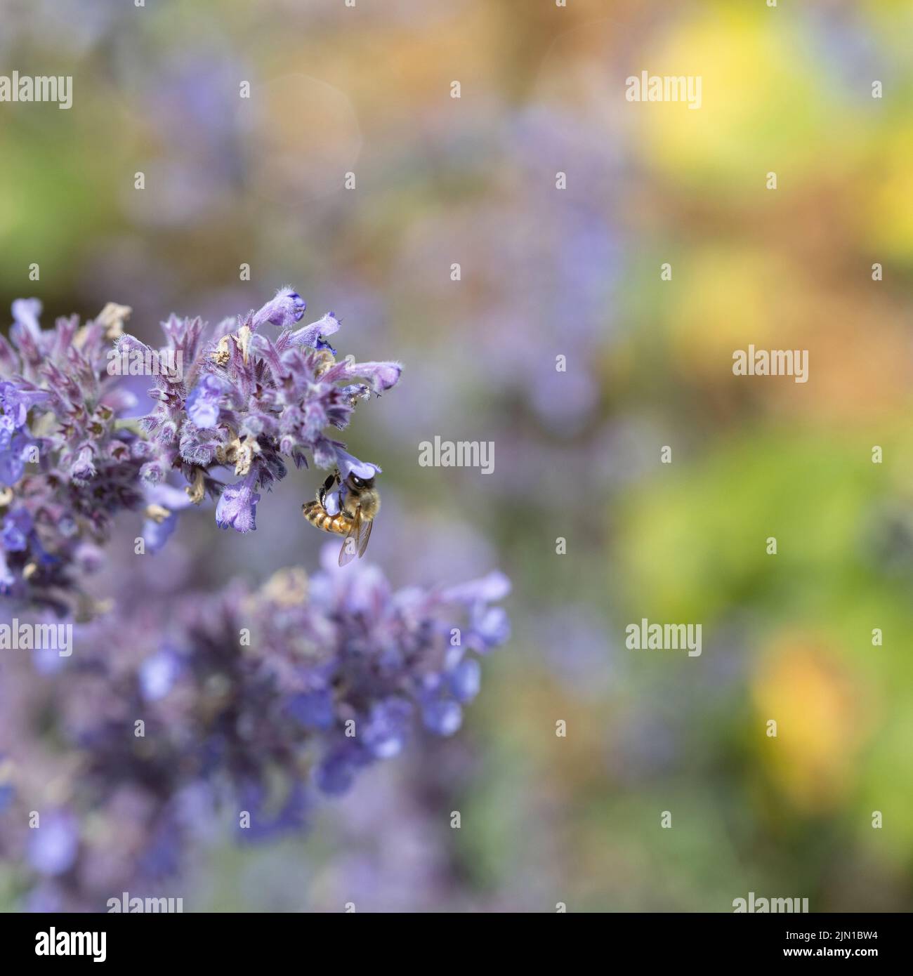 Honey bee on lavender against a colourful background Stock Photo