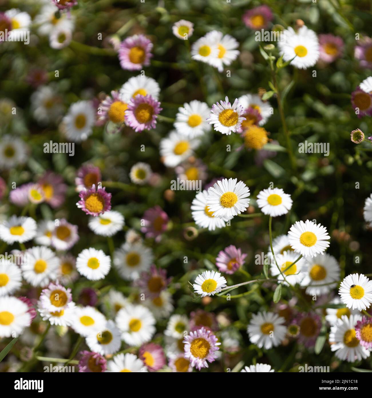 White and pink Bellis Daisies Stock Photo