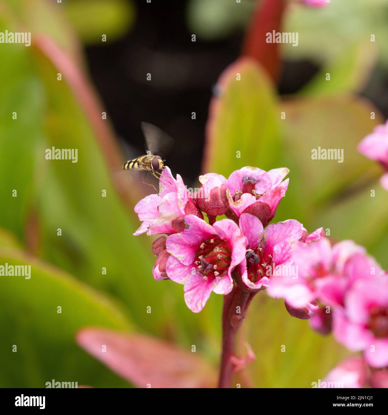 Hover fly on Pink Bergenia Stock Photo