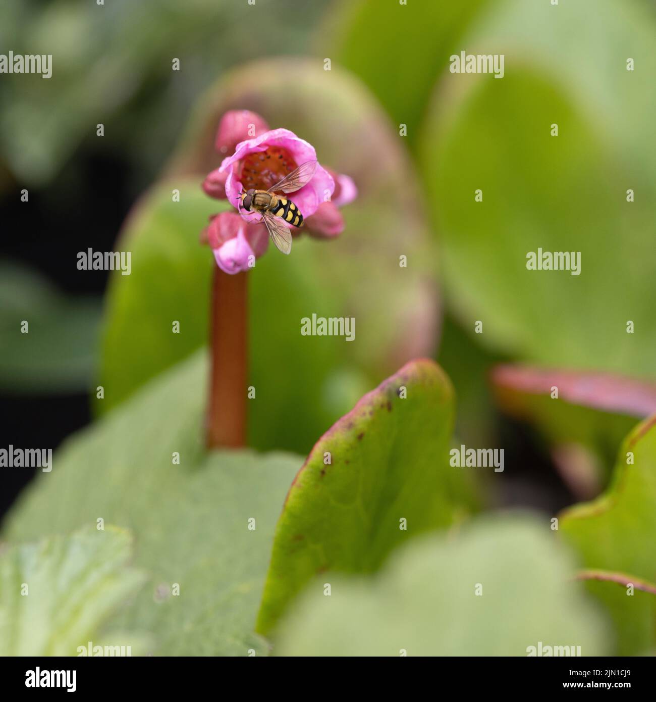 Hover fly on Pink Bergenia Stock Photo
