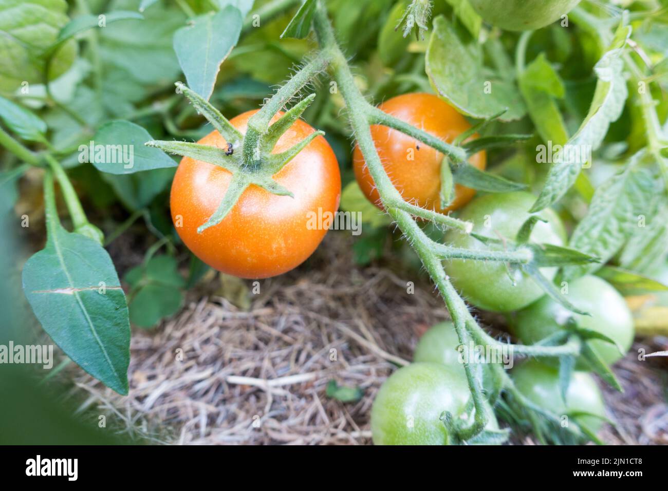Gardeners delight tomato variety fruit ripen on plant Stock Photo