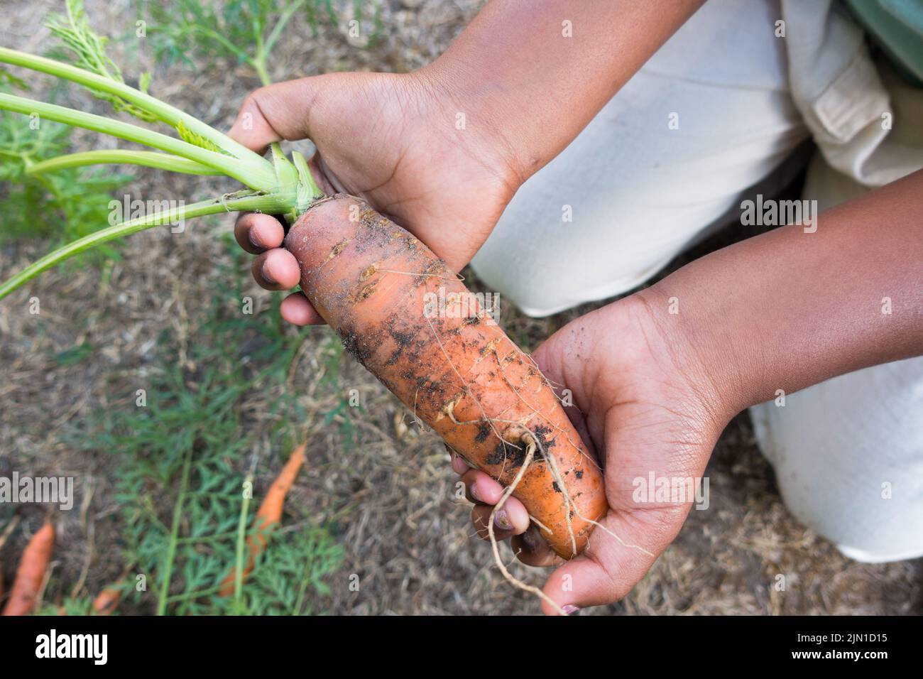 Home grown carrot held by girl child in her hands Stock Photo
