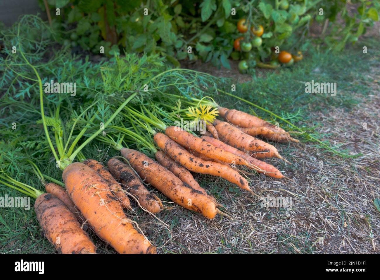 Harvested Carrots (Nantes) in lawn Stock Photo Alamy