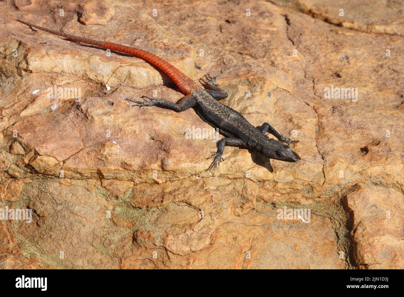 Bunte Plattgürtelechse / Common flat lizard / Platysaurus intermedius wilhelmi Stock Photo