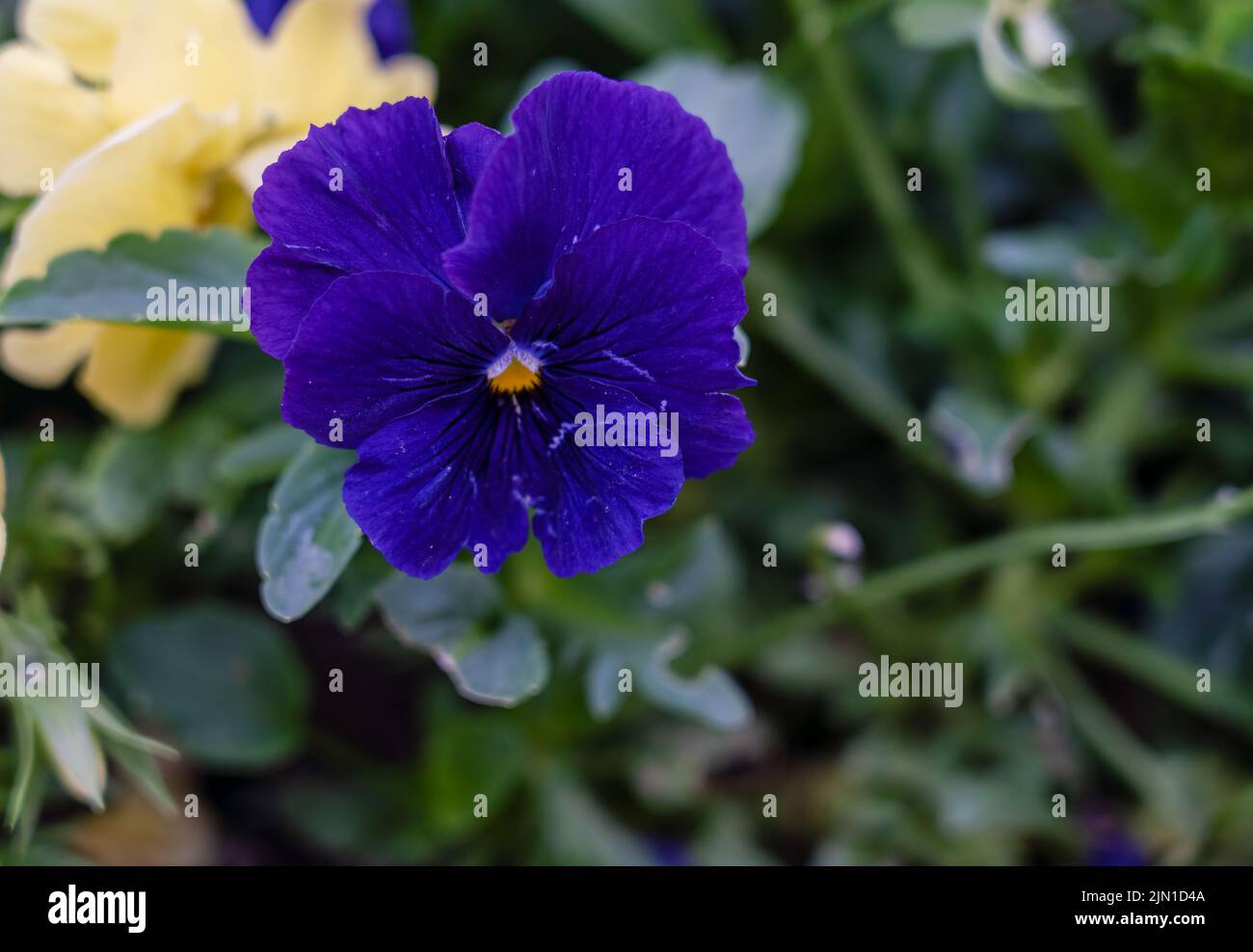 close up of beautiful colourful summer flowering Purple Pansies (Viola tricolor var. hortensis) Stock Photo