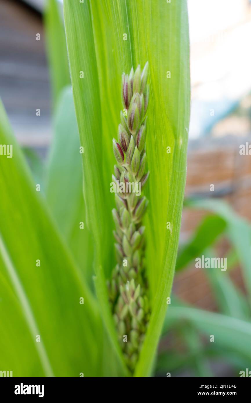 corn tassel on sweetcorn plant Stock Photo