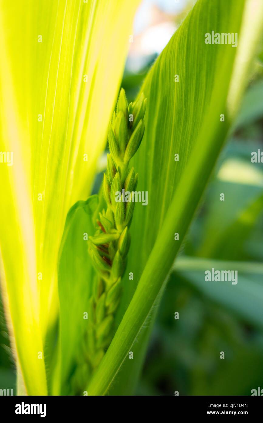Close up of a young corn tassel Stock Photo