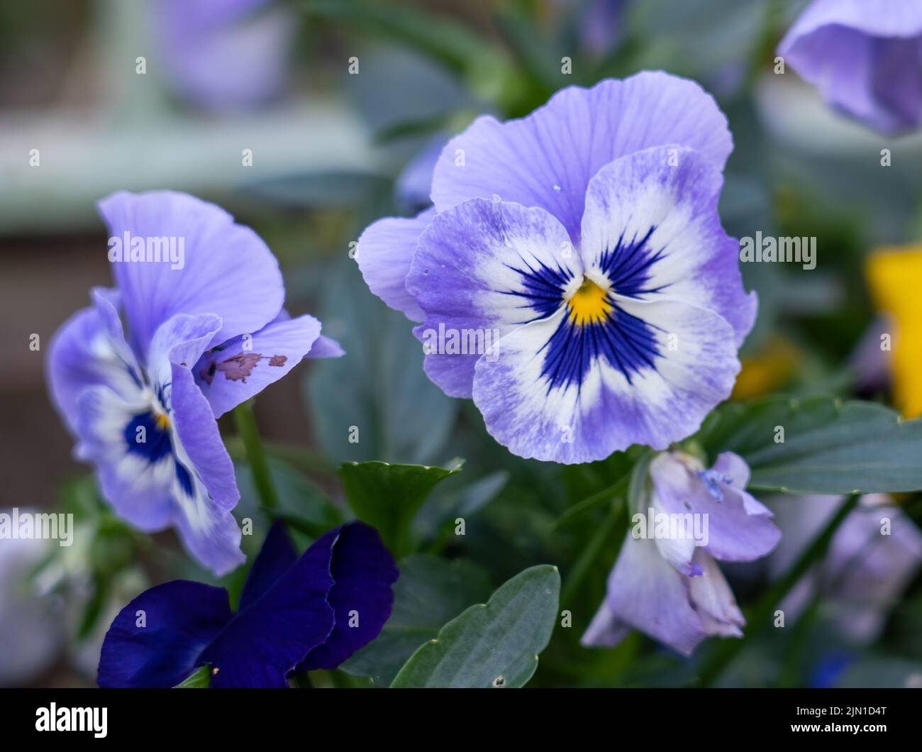 close up of beautiful colourful summer flowering Blue and White Pansies (Viola tricolor var. hortensis) Stock Photo
