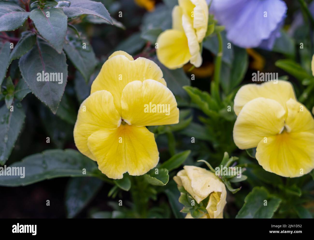 close up of beautiful colourful summer flowering Yellow Pansies (Viola tricolor var. hortensis) Stock Photo