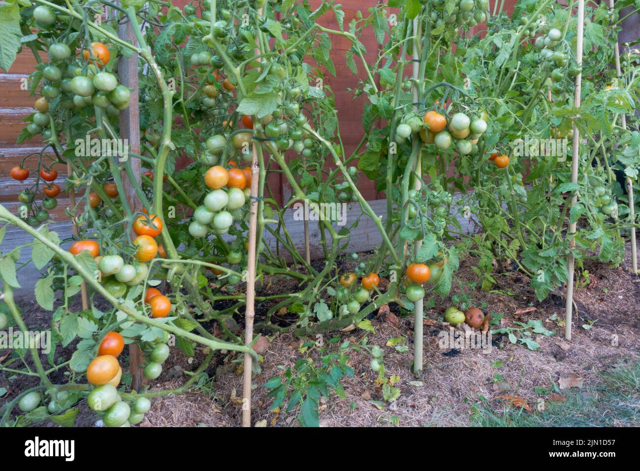 Tomato plants stake with large amount of fruits on the plant and leaves pruned Stock Photo