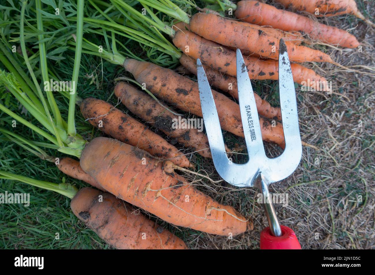 Carrot Nantes 5 home grown in garden and dug with hand fork Stock Photo