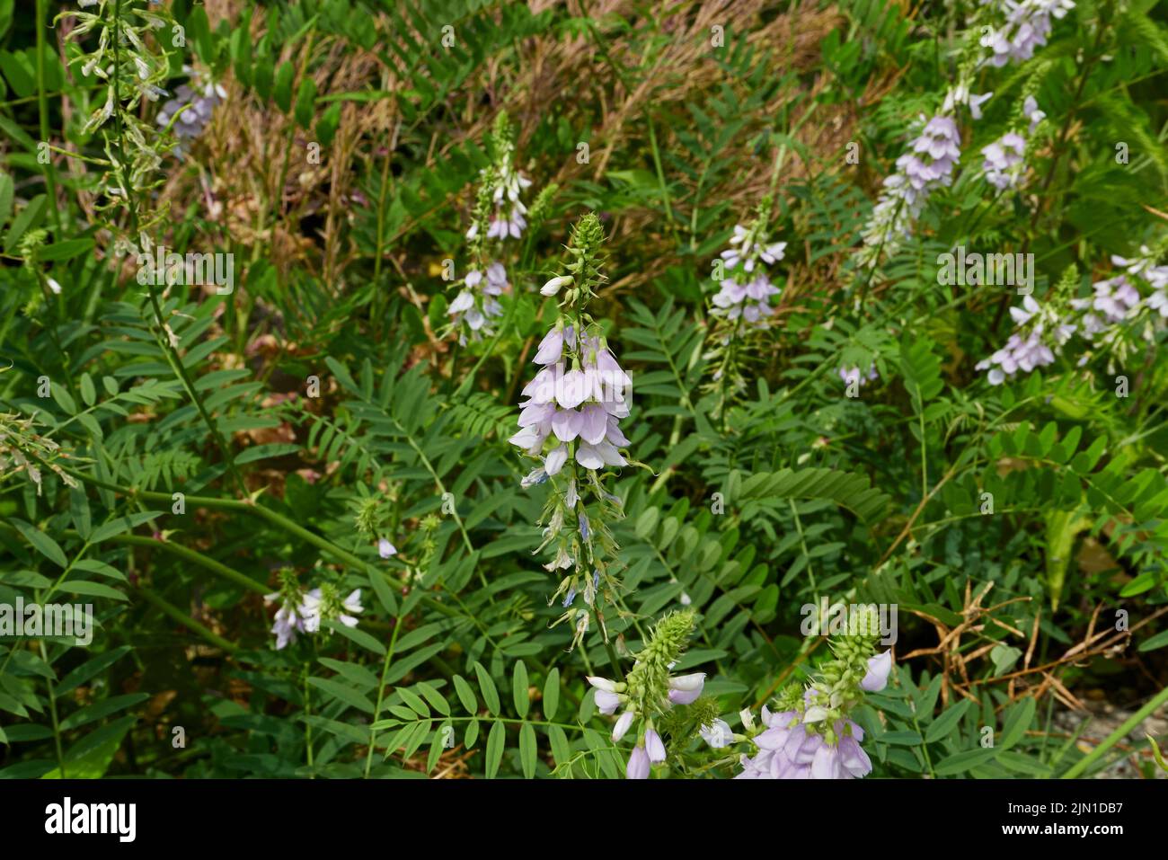 Lilac flowers of Galega officinalis herb Stock Photo