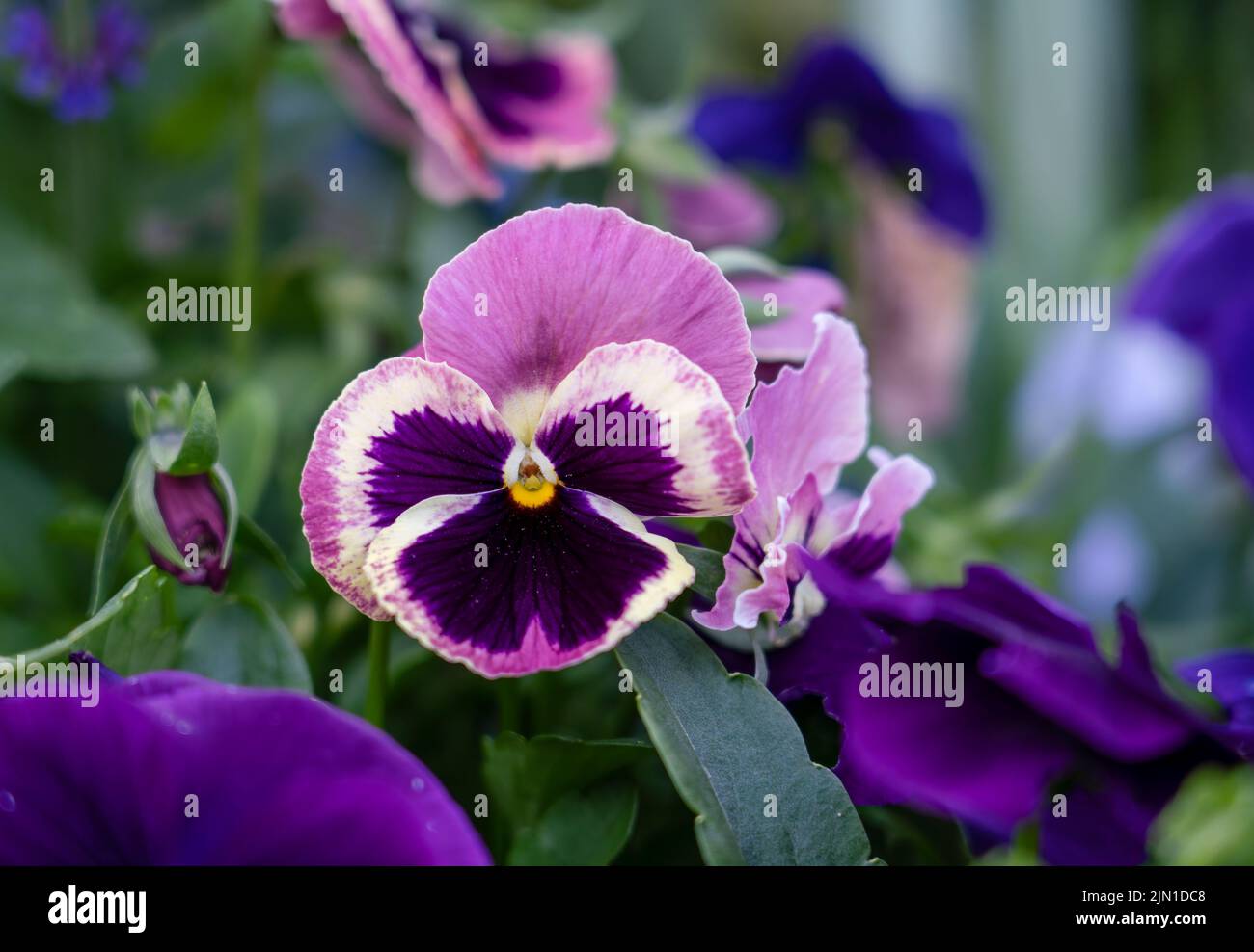 close up of beautiful colourful summer flowering Pink, Purple and White Pansies (Viola tricolor var. hortensis) Stock Photo
