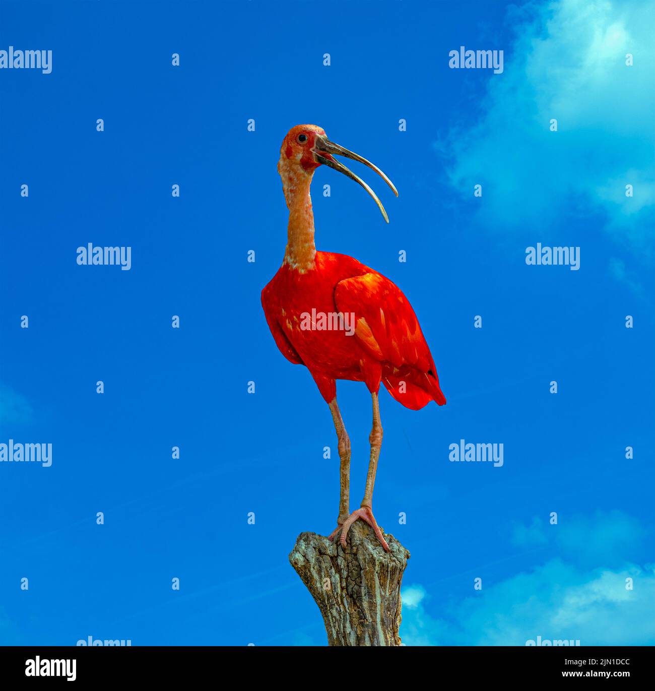 Scarlet ibis (Eudocimus ruber) is a species of ibis in the bird family