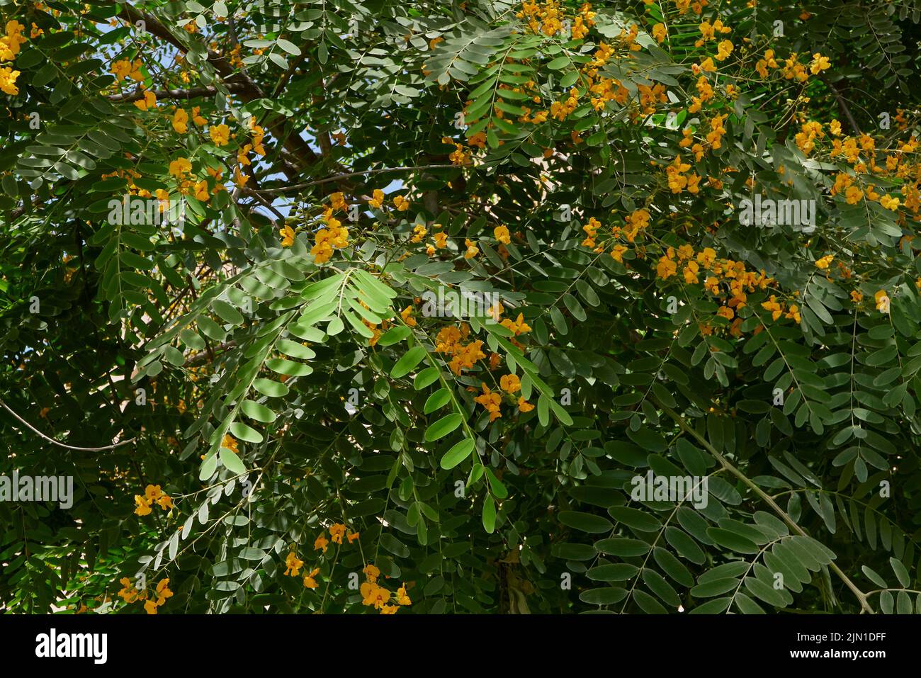 Tipuana tipu tree in bloom Stock Photo