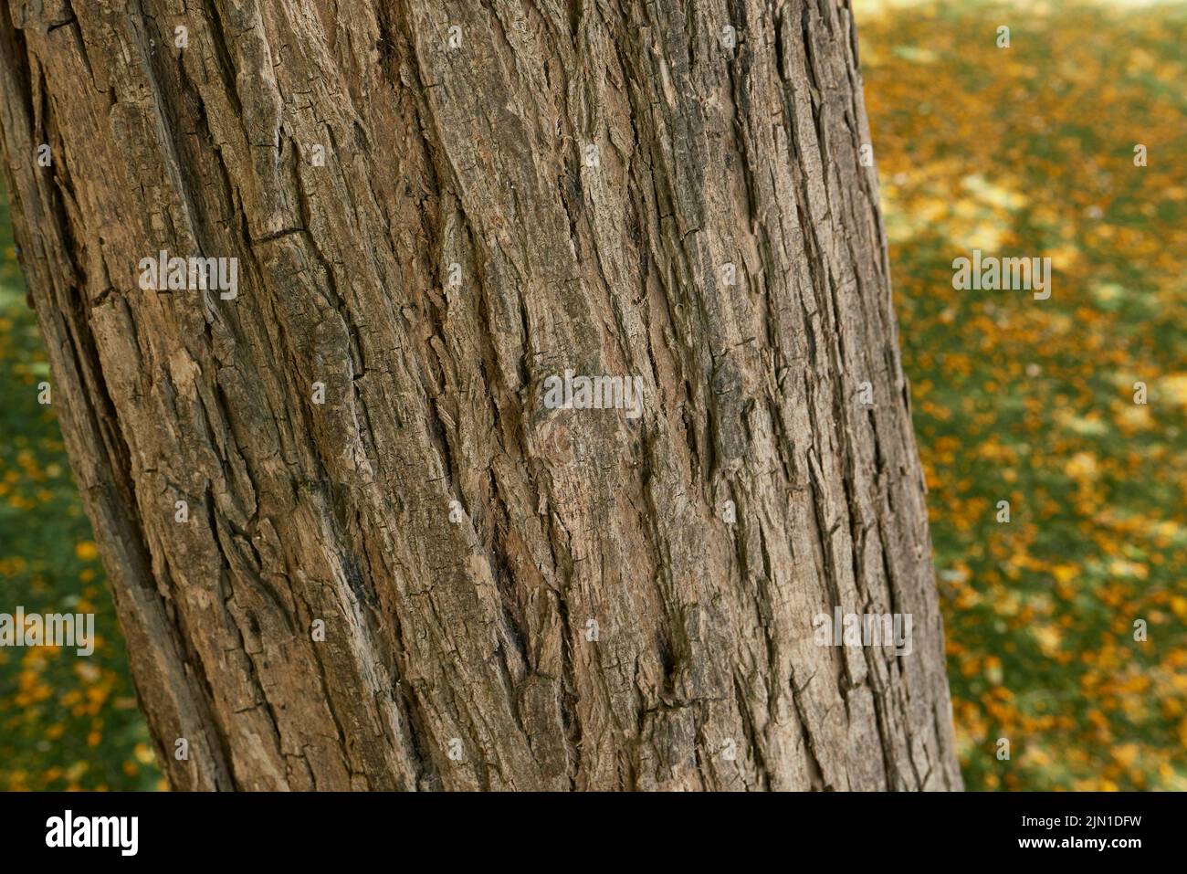 Tipuana tipu tree in bloom Stock Photo