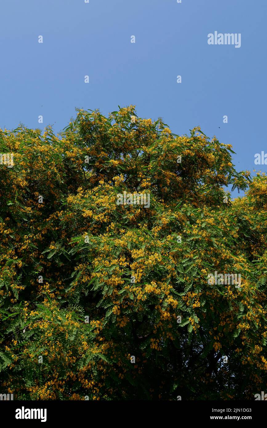 Tipuana tipu tree in bloom Stock Photo