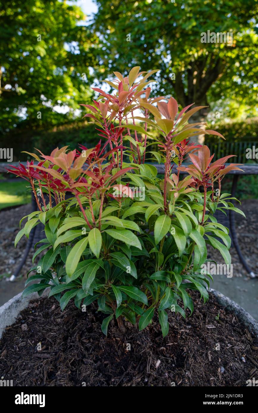 close up of a Pieris Mountain Fire Lily of the Valley Shrub Stock Photo Alamy close up of a Pieris Mountain Fire Lily of the Valley Shrub Stock Photo Alamy
