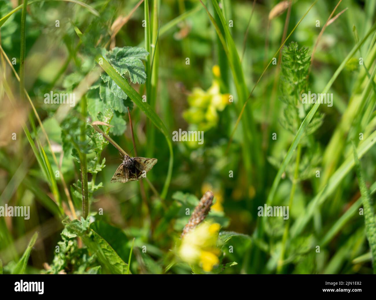 close up of a Mallow Skipper butterfly (Carcharodus alceae) Stock Photo