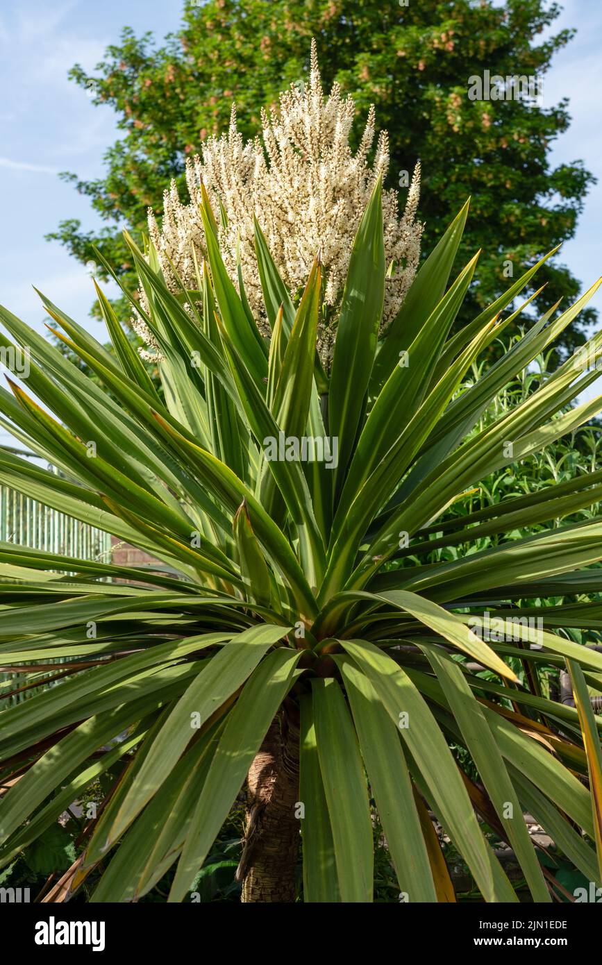 Flower heads on a cordyline australis, commonly known as the cabbage tree, cabbagepalm or tī
