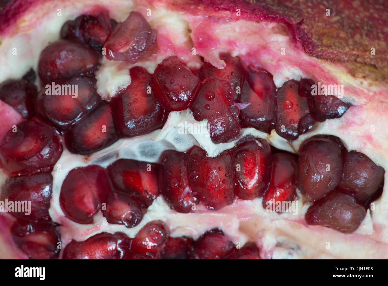 A split open pomegranate exposing the deep red seeds amongst the white pulp. Stock Photo