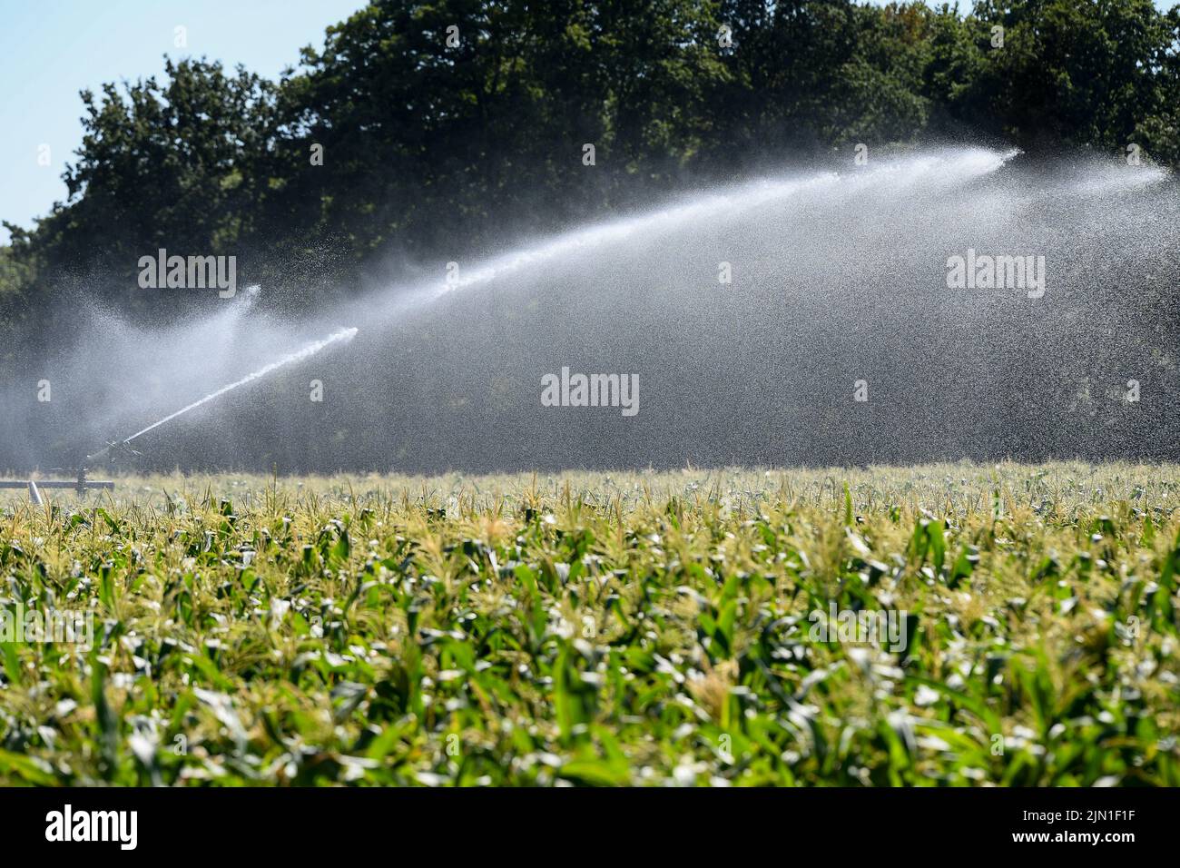 8th August 2022. During the current heat wave and drought conditions  that the UK has been having and no apparent sign of rain for the south coast of England, many areas are now under a hose pipe ban including Romsey Hampshire UK where this farm is watering food crops to stop the plants from dying in the heat. Stock Photo