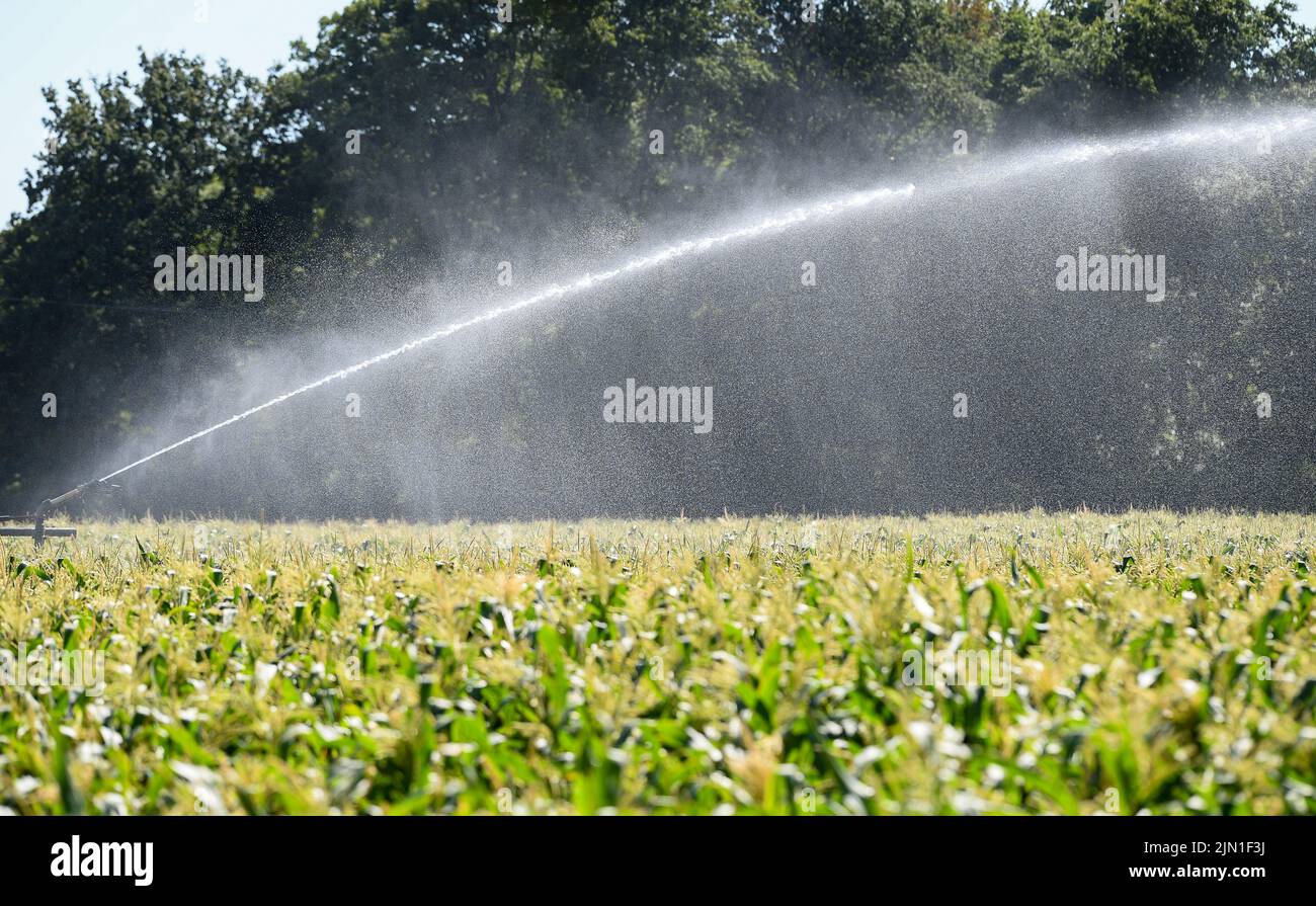 8th August 2022. During the current heat wave and drought conditions  that the UK has been having and no apparent sign of rain for the south coast of England, many areas are now under a hose pipe ban including Romsey Hampshire UK where this farm is watering food crops to stop the plants from dying in the heat. Stock Photo