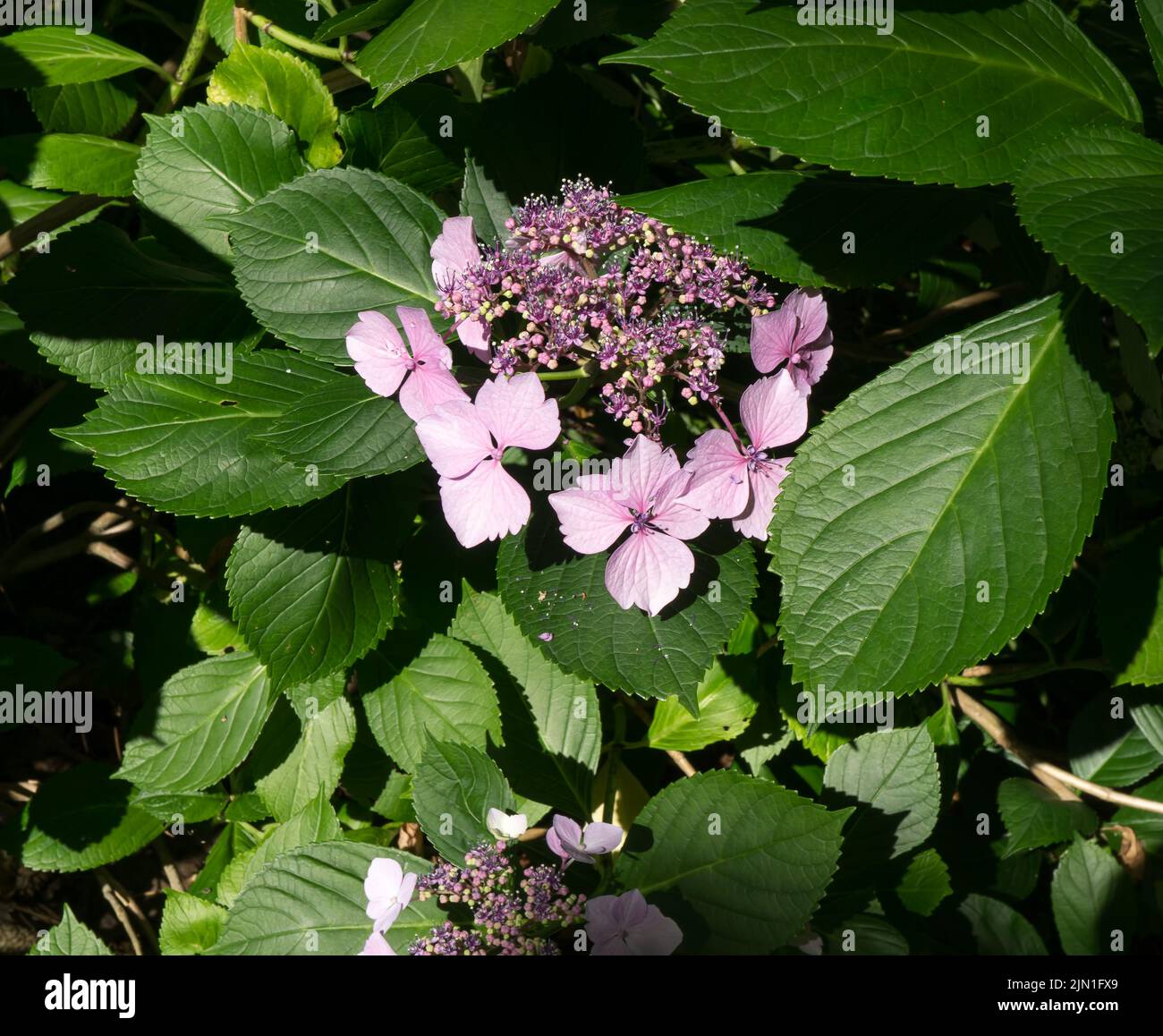 A macro shot of pink flowers in a garden in South Seattle, Washington. Stock Photo