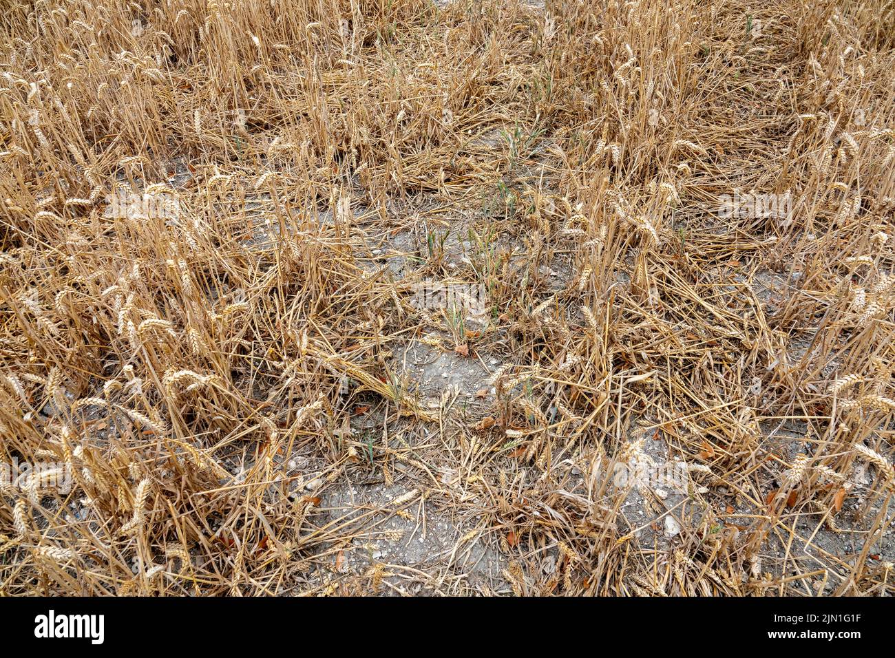 A small area of a failing wheat crop due to drought Stock Photo