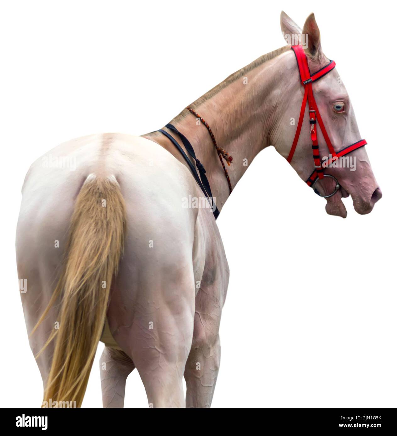 Portrait of a akhal-teke horse on white background Stock Photo