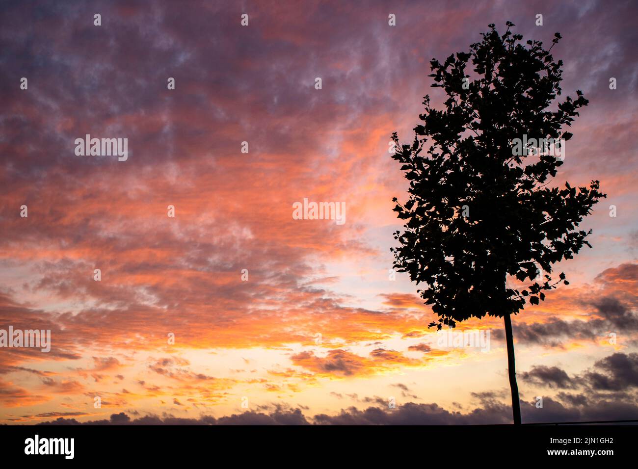 Alone tree silhouette sunset , sunset with alone tree and a striking sky. Red clouds Stock Photo