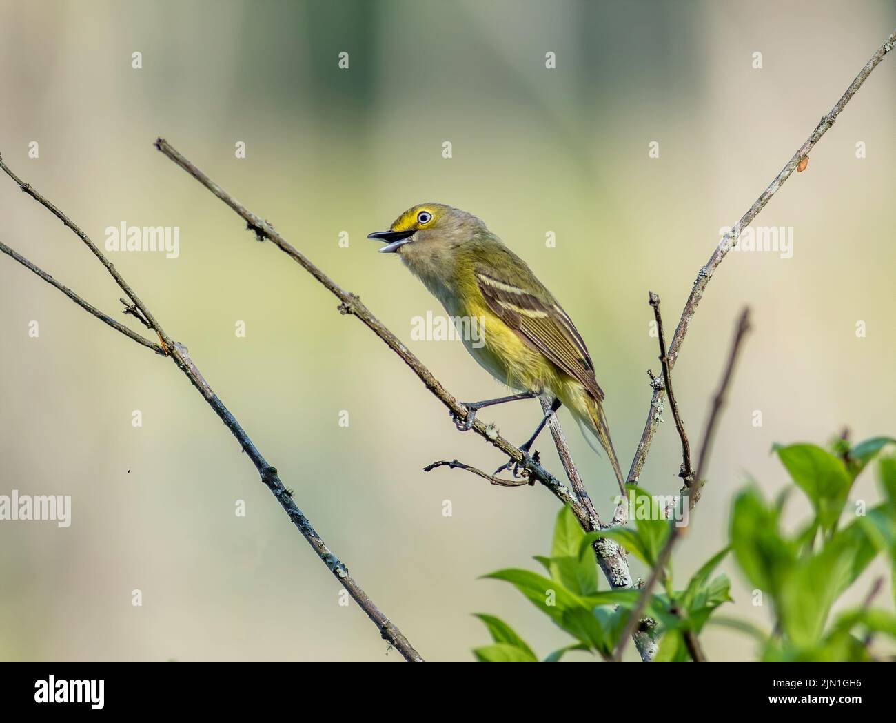A white-eyed vireo perched on a dead tree branch singing in the morning. Stock Photo