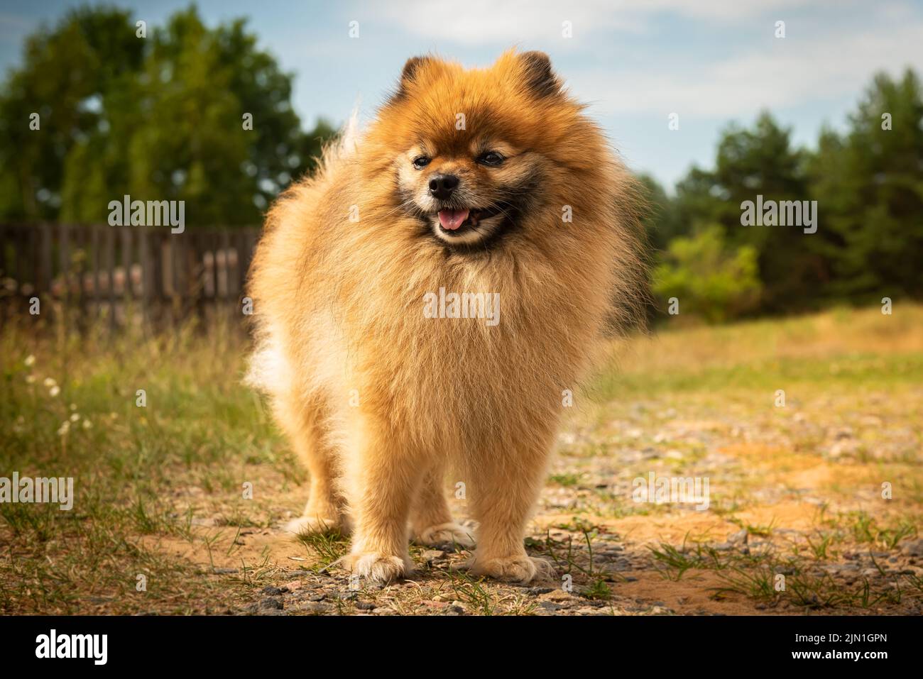 Pomeranian stands on the road in nature in sunny summer weather Stock Photo
