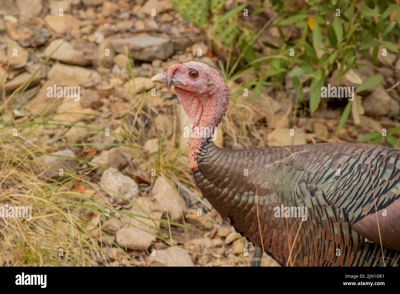 A gould's turkey, the largest subspecies of wild turkey in Arizona
