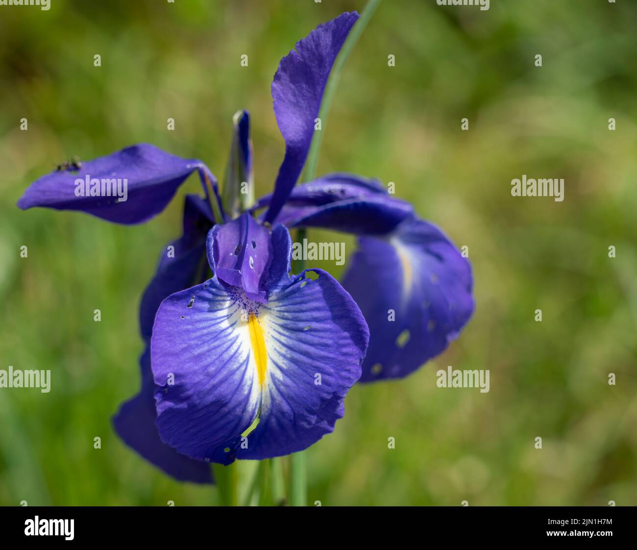 detailed close up of an English Iris (Iris latifolia, Iris xiphiodes and Iris anglica) Stock Photo