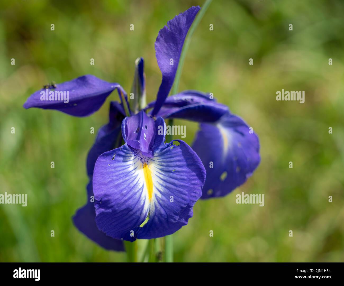 detailed close up of an English Iris (Iris latifolia, Iris xiphiodes and Iris anglica) Stock Photo
