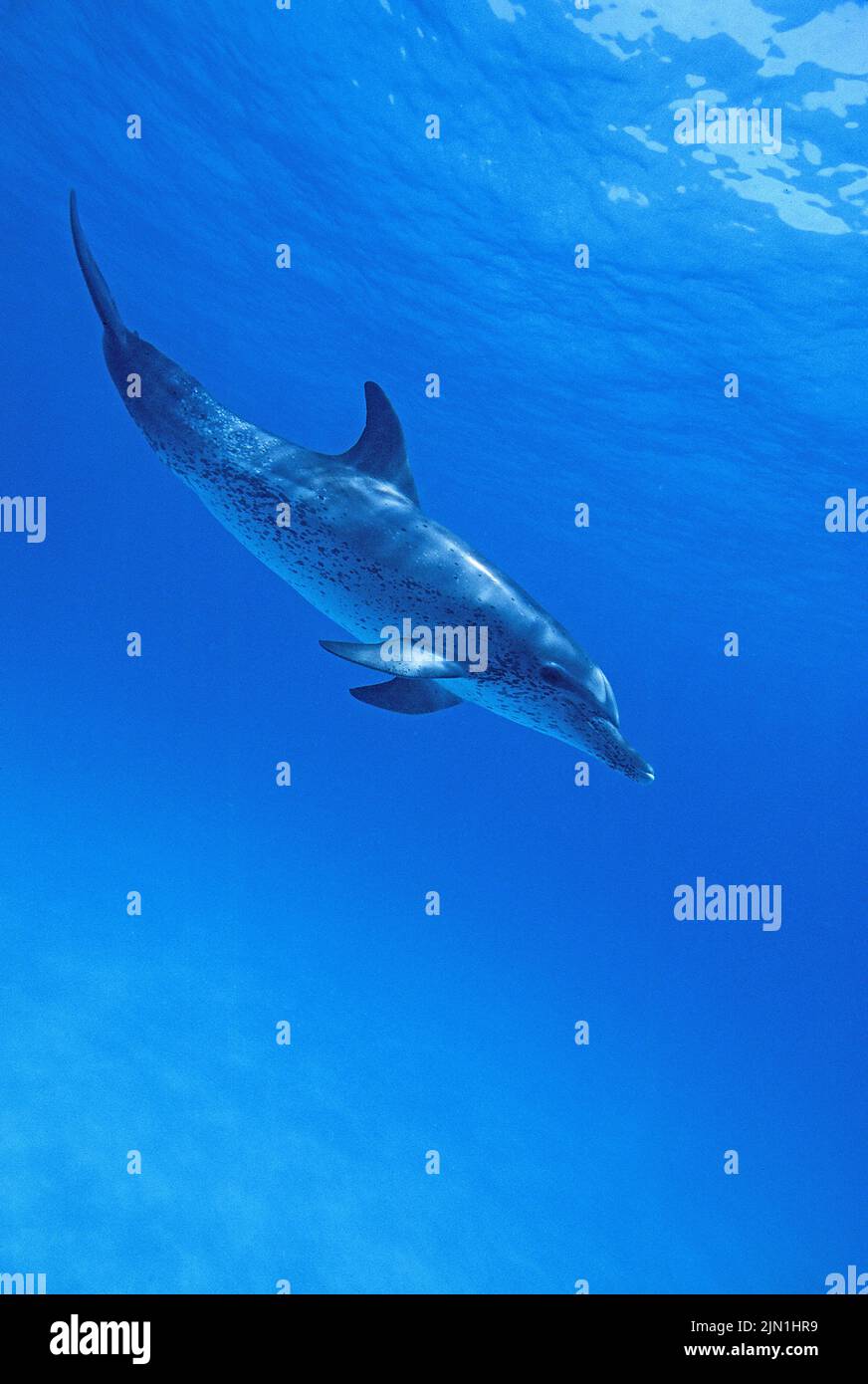 Atlantic spotted dolphin (Stenella frontalis), Grand Bahama, Bahamas, Caribbean Stock Photo