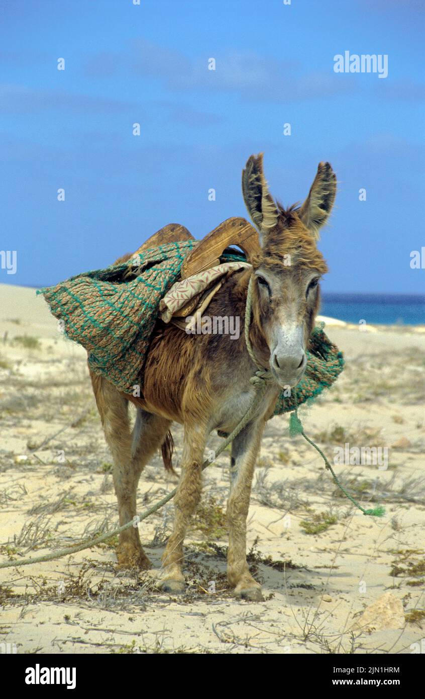 Esel am Strand von Sal Rei, Boavista, Kapverden, Afrika | Donkey at the beach of Sal Rei, Boavista, Cape Verde Islands, Africa Stock Photo