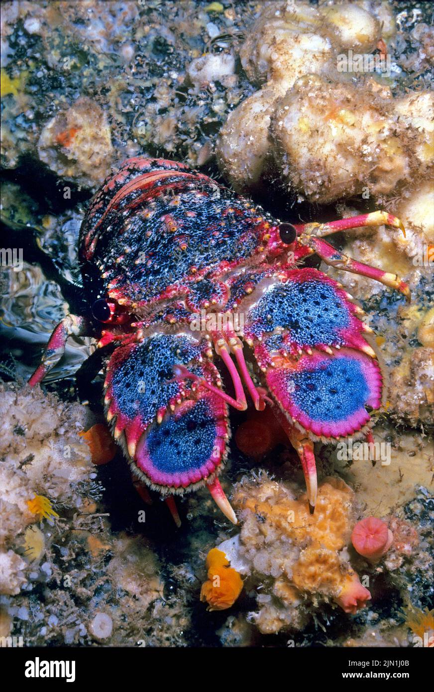 Royal Spanish Lobster (Arctides regalis), are also called shovel-nosed lobstersand it is known as ula-papapa in Hawaii, Pacific ocean Stock Photo