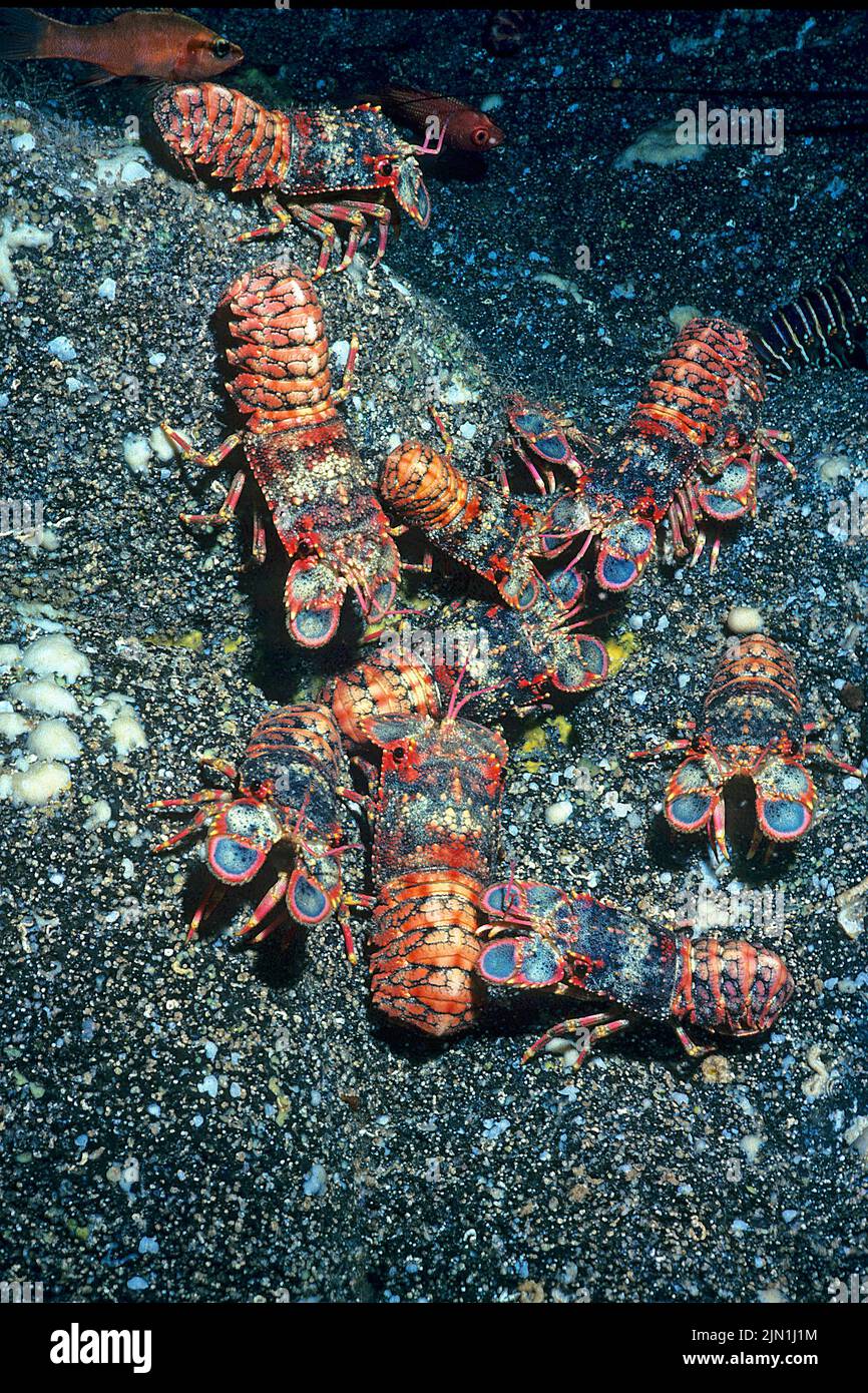 Royal Spanish Lobsters (Arctides regalis), are also called shovel-nosed lobstersand it is known as ula-papapa in Hawaii, Pacific ocean Stock Photo