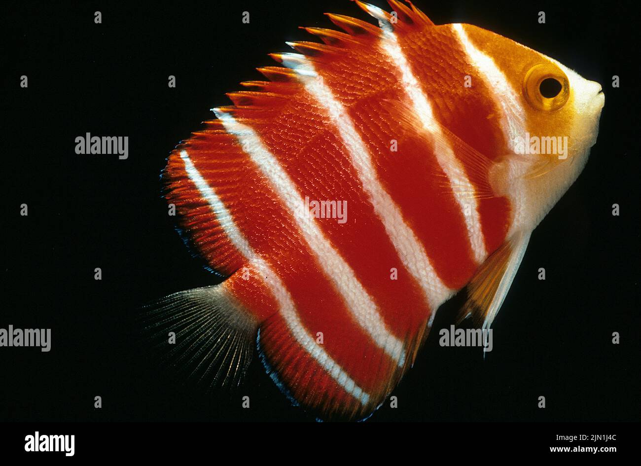 Peppermint angelfish (Centropyge boylei), also known as Paracentropyge boylei, Cook islands, East Pacific ocean, South Sea Stock Photo