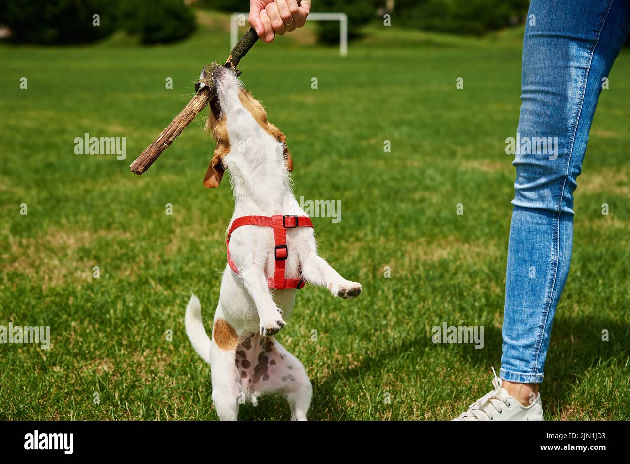 Owner playing with dog at green field, Woman training her dog, Pet