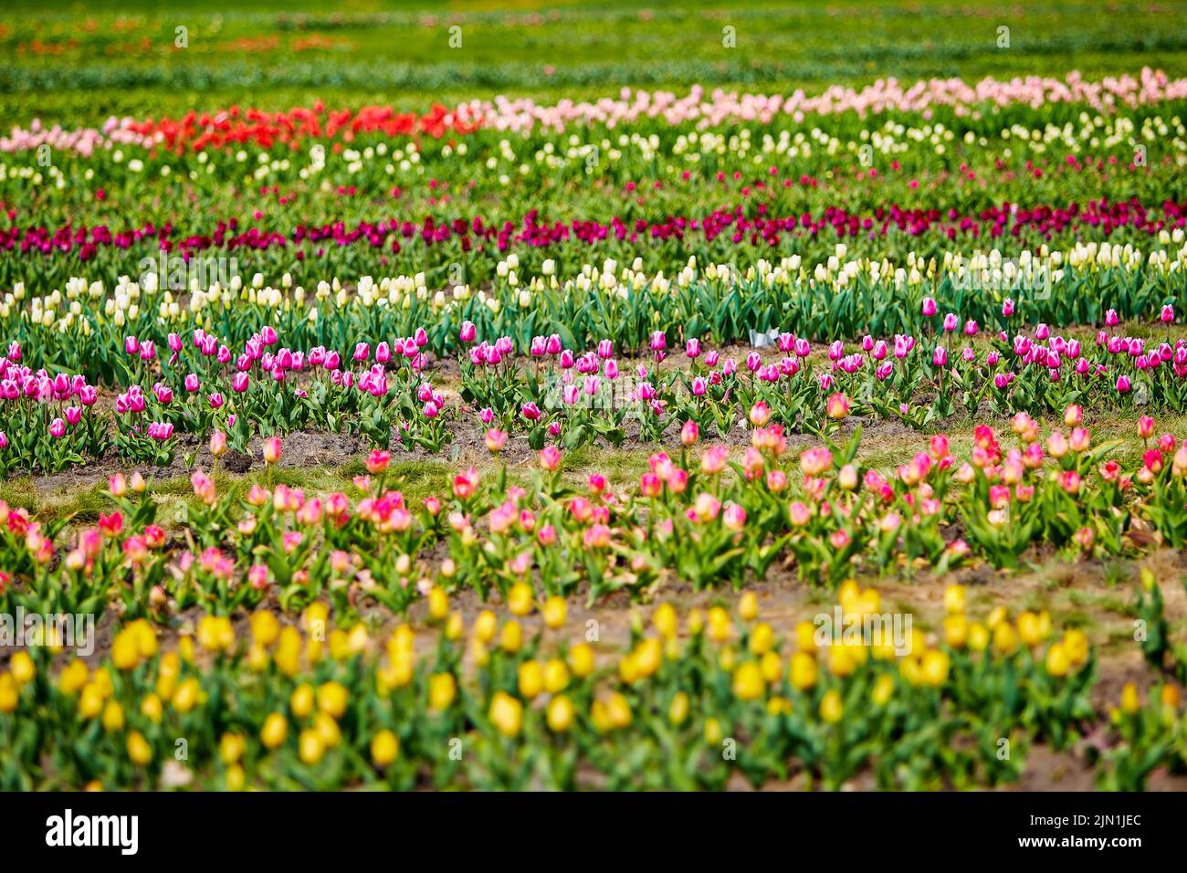 spring field of tulips of different varieties Stock Photo - Alamy