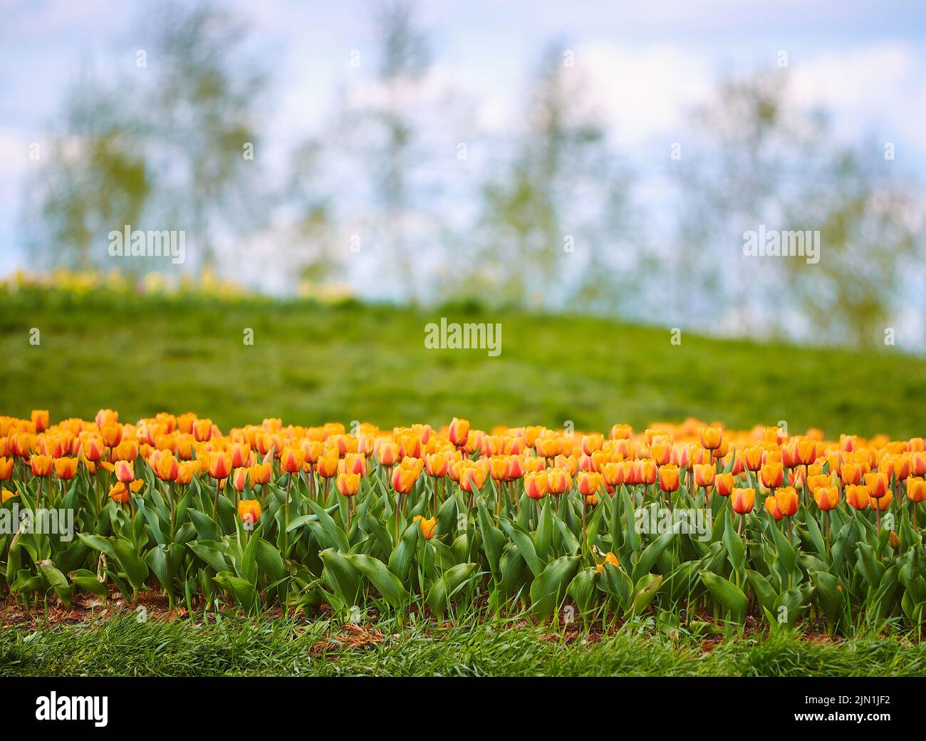spring field of tulips of different varieties Stock Photo - Alamy