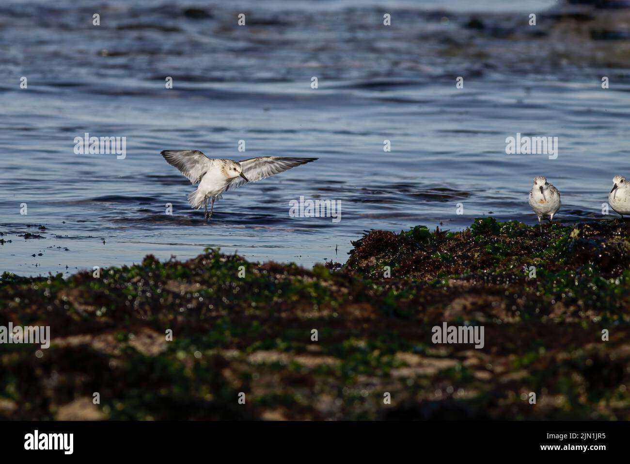 Sanderling in flight, landing on the sea rocks during low tide